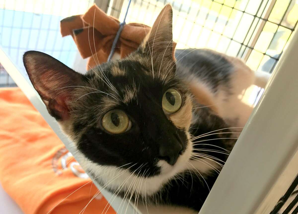 Texas animal shelter says 100 cats may have to be killed if they are