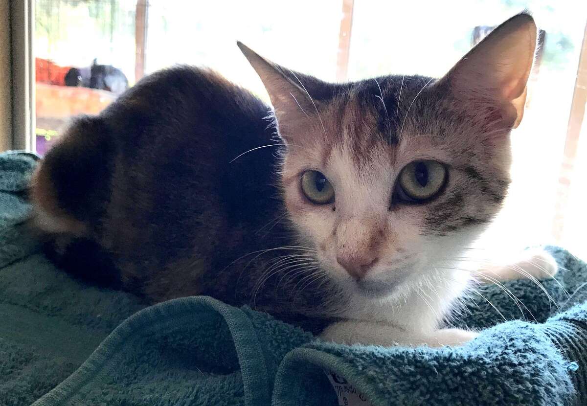 Texas animal shelter says 100 cats may have to be killed if they are