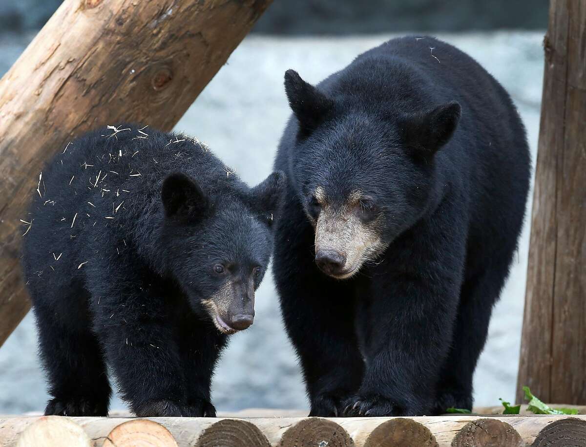 Juneau (left) and Valdez explore their new home at the San Francisco Zoo in San Francisco, Calif. on Thursday, Aug. 10, 2017. The two orphaned black bear cubs, Valdez, a 90 lb. male and 40 lb. female Juneau, arrived at the zoo three weeks ago and are gradually being introduced to their enclosure after a brief quarantine period. Wildlife officials found the abandoned cubs in the Valdez and Juneau areas of Alaska.