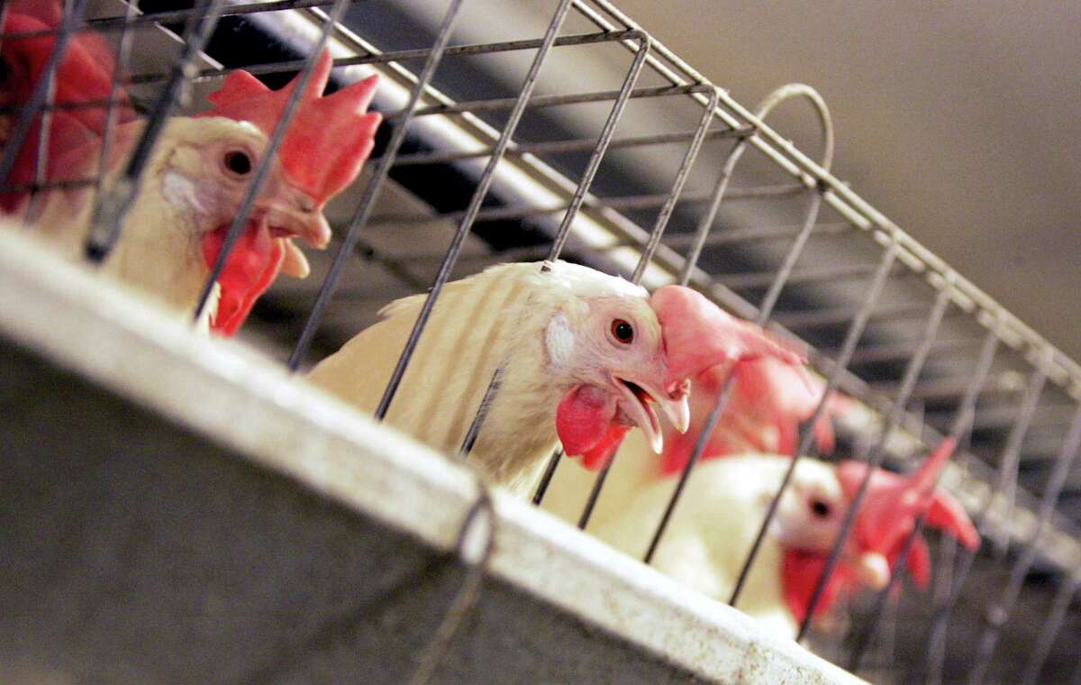 Chickens huddle in their cages at an egg processing plant in California. The state requires farmers to house hens in cages with enough space to move around and stretch their wings.