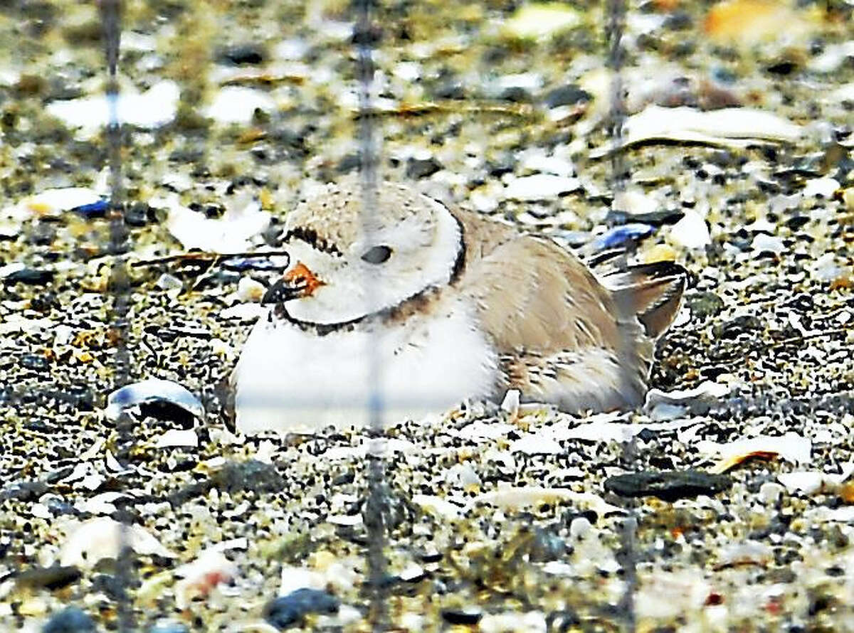 A nesting piping plover at the coastal center.