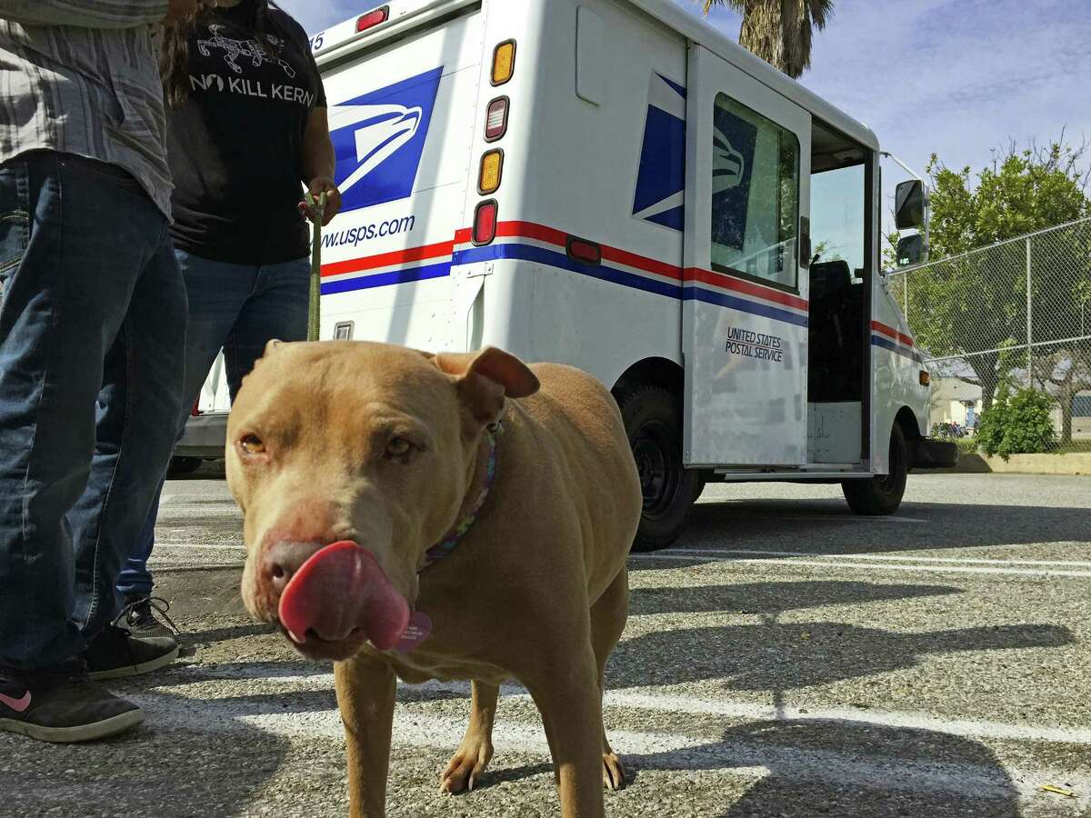 A pitbull named “Lucy” participates a the U.S. Postal Service “National Dog Bite Prevention Week” during an awareness event in at the YMCA in Los Angeles.