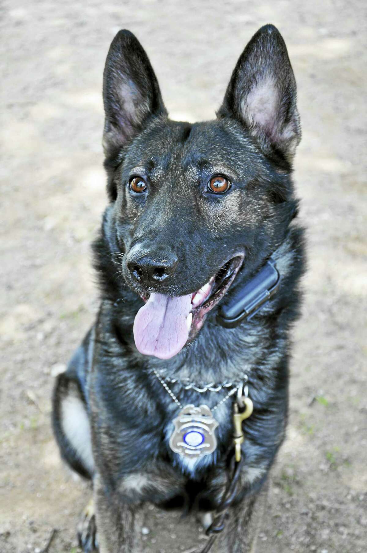 Canine officer Chino recently retired from his police post.