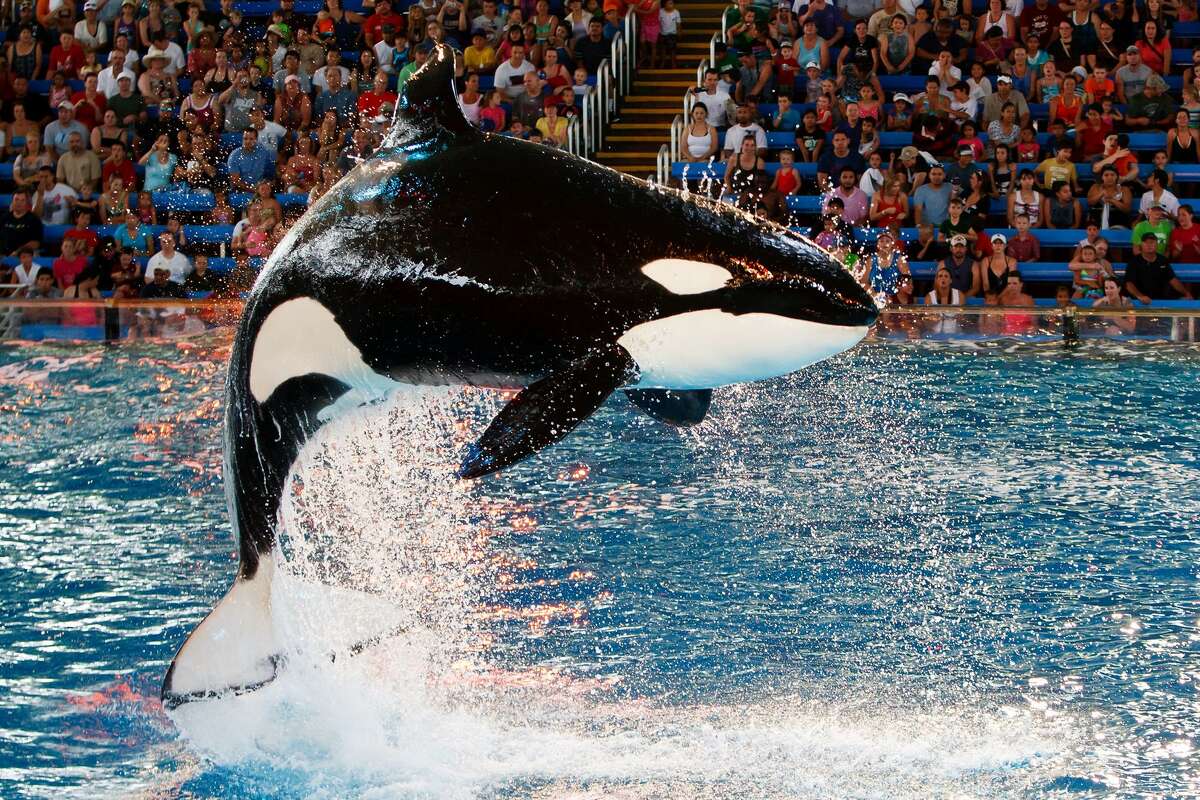FILE — A killer whale leaps into the air during the “One Ocean” killer whale show at SeaWorld San Antonio on June 10, 2011. SeaWorld Entertainment CEO Joel Manby resigned from the theme park company Tuesday, Feb. 27, 2018, as the SeaWorld posted a loss of more than $200 million for 2017.