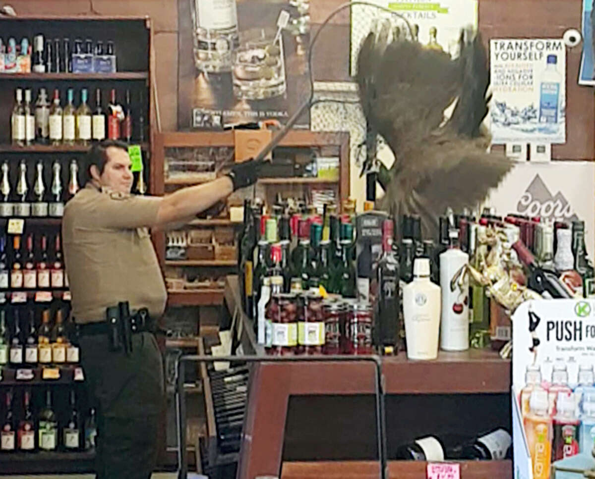 In this Monday, June 5, 2017 image made from cellphone video provided by Rani Ghanem, bottles tumble as an animal control officer attempts to net a female peacock that wound up inside the Royal Oaks Liquor Store in Arcadia, Calif. Store manager and college senior Rani Ghanem says he tried to guide the sharp-clawed bird outside but that she spooked, at one point flying directly toward him and then up onto a top shelf of the store.