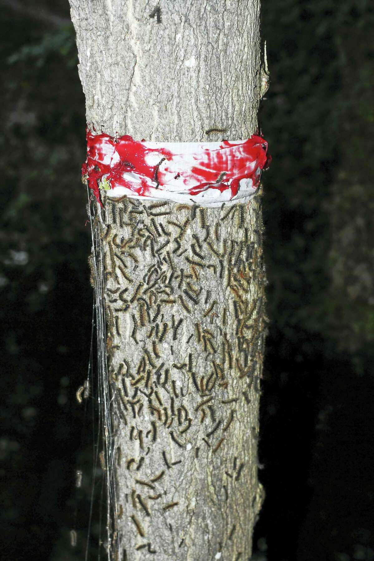 Jim Rossi of Durham said he was able to stop an infestation of one tree on Arbutus Street in Middletown by using duct tape wound around the trunk with the sticky side out and wheel-bearing grease on top of it. The effect was an army of caterpillars below the strip, several stuck on the tape, and only a couple above it.