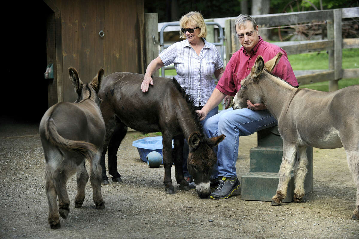 In this June 1, 2017, Megg and Ted Hoffman sit with their three remaining donkeys, Merlin, Max and Murdock, on their Kent, Conn. farm. The Connecticut family said a black bear killed and ate one of their beloved donkeys on May 21.