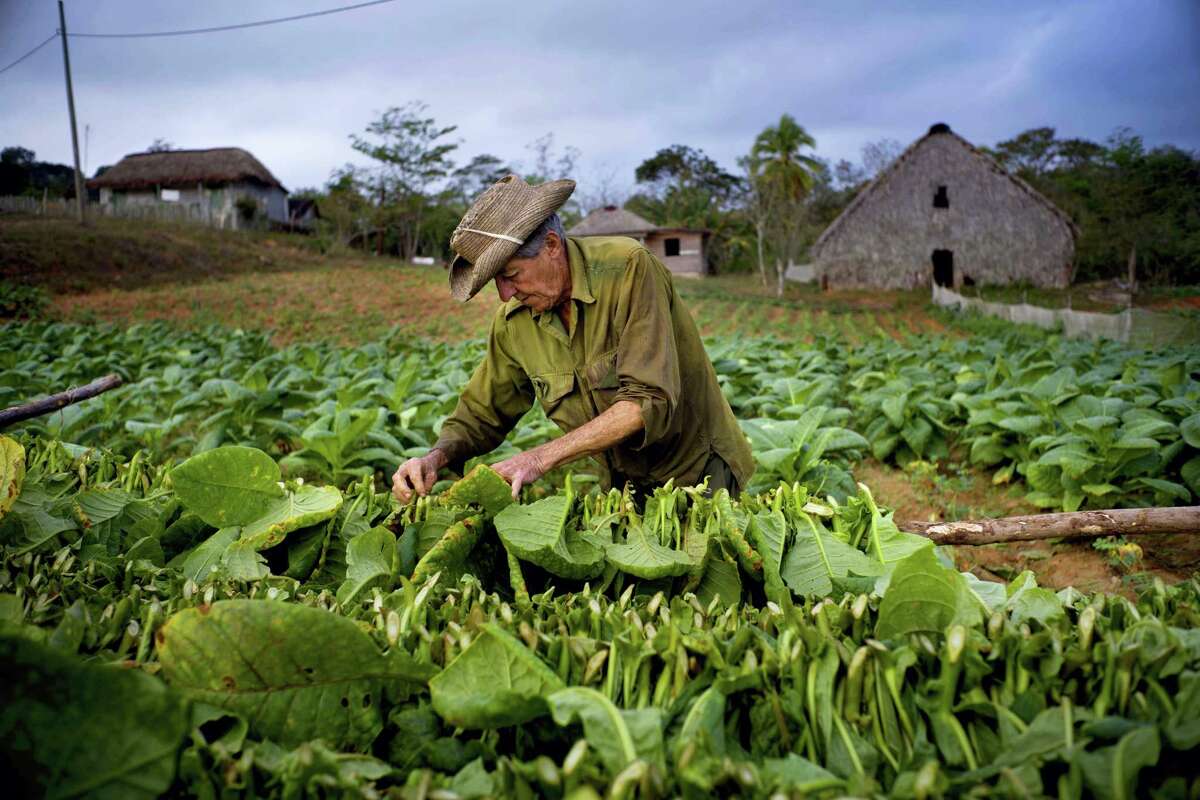 In this Feb. 28, 2017, photo, tobacco picker Romerio Garcia collects leaves at the Alfredo Rojas farm in Viales, Cuba, in its western province Pinar del Rio. Cuban tobacco growers have had a bumper crop so far this year.