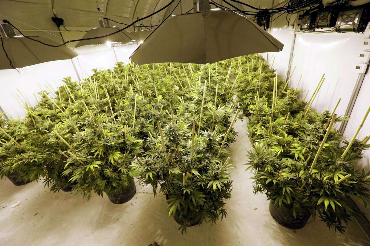In this photo taken Tuesday, Jan. 13, 2015, marijuana plants sit under powerful growing lamps at the Pioneer Production and Processing marijuana growing facility in Arlington, Wash.