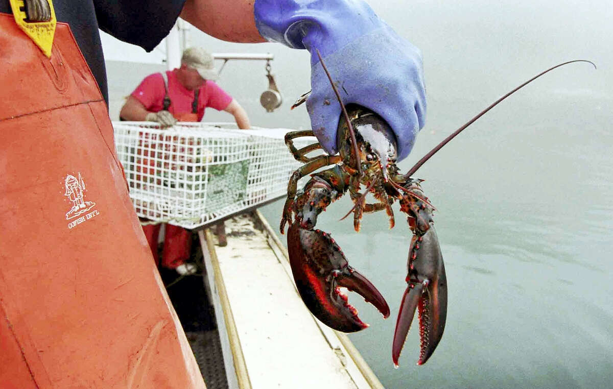 In this undated photo, a sternman holds a lobster caught off South Bristol, Maine.