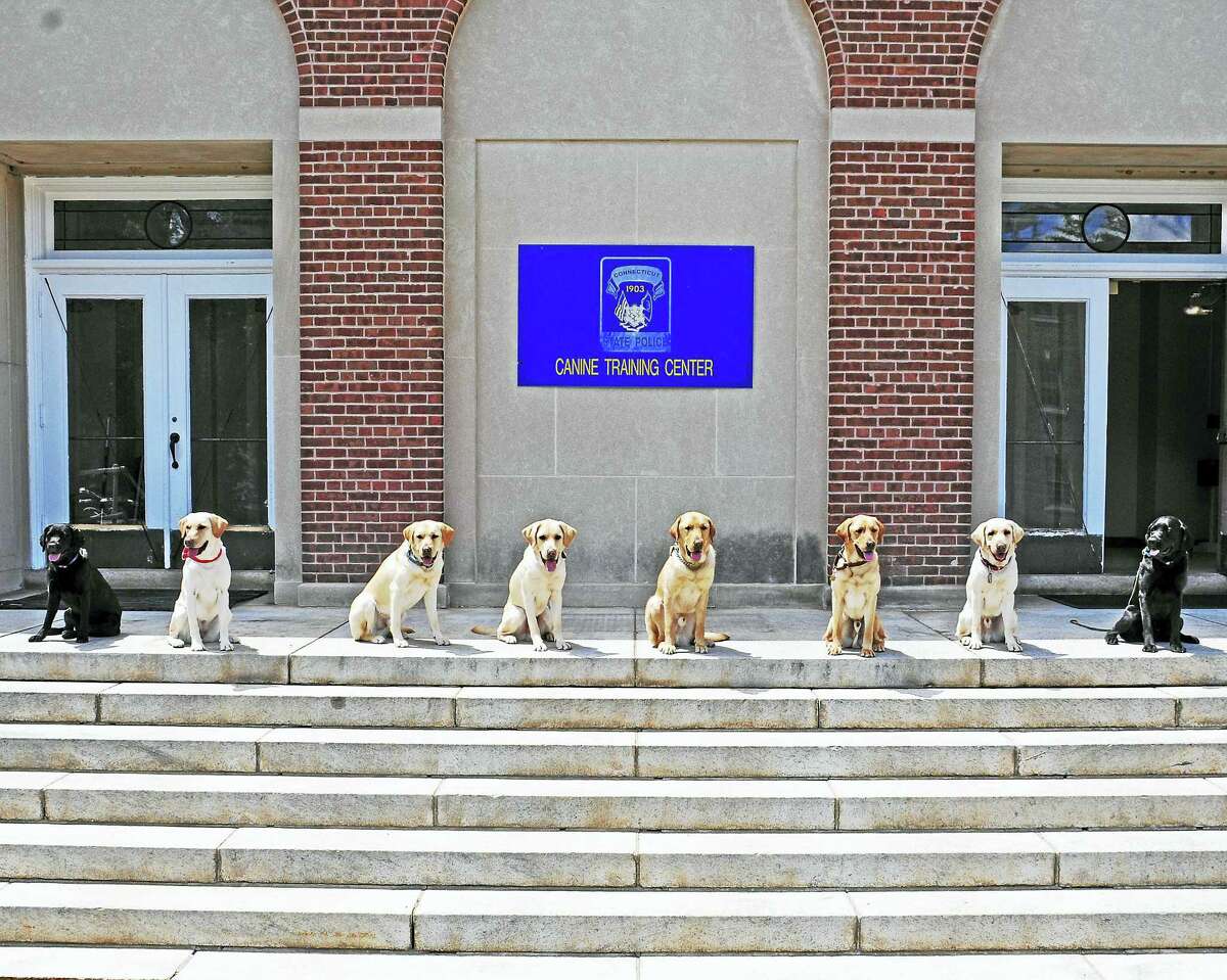 Dogs graduate from the Connecticut State Police K-9 Training Facility