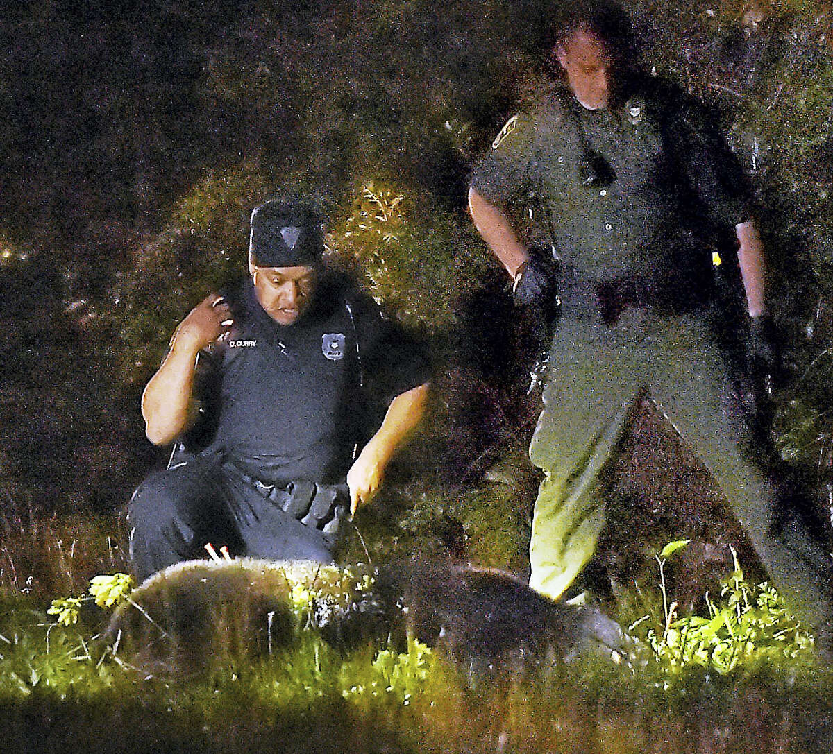 (Catherine Avalone - New Haven Register) New Haven police officer Chad Curry, at left, and Sgt. Steve Stanko gets a closer look at the male black bear that was captured near Jocelyn Square in New Haven, Tuesday evening, May 10, 2016, after a DEEP officer fired a tranquelizer. The black bear weighing approximately 350 to 400 lbs. was first sighted in the backyard of a Wallace Street resident between 5:30 and 6 p.m. and was relocated to a less-populated area.