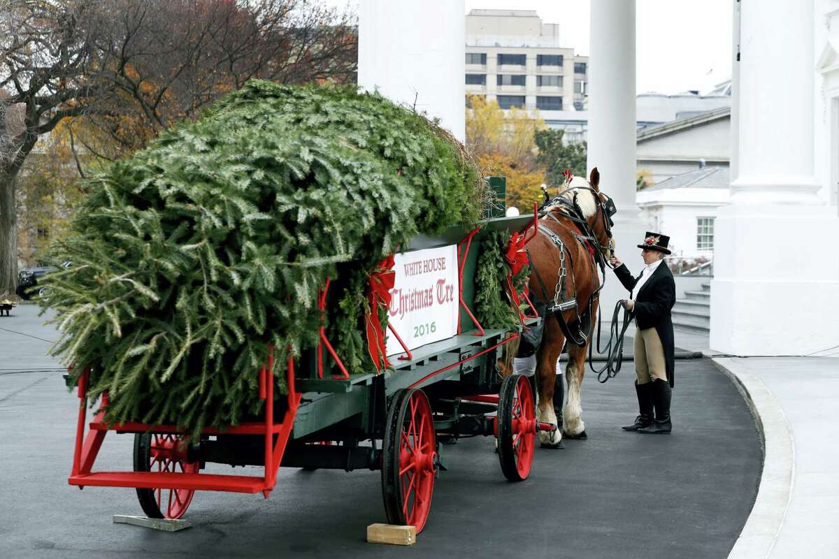 An attendant checks the horses after first lady Michelle Obama received the Official White House Christmas Tree at the White House in Washington, Friday, Nov. 25, 2016. The Balsam-Veitch fir from Dave and Mary Vander Velden, of Oconto, Wis., is 19 feet tall and 12 feet wide.