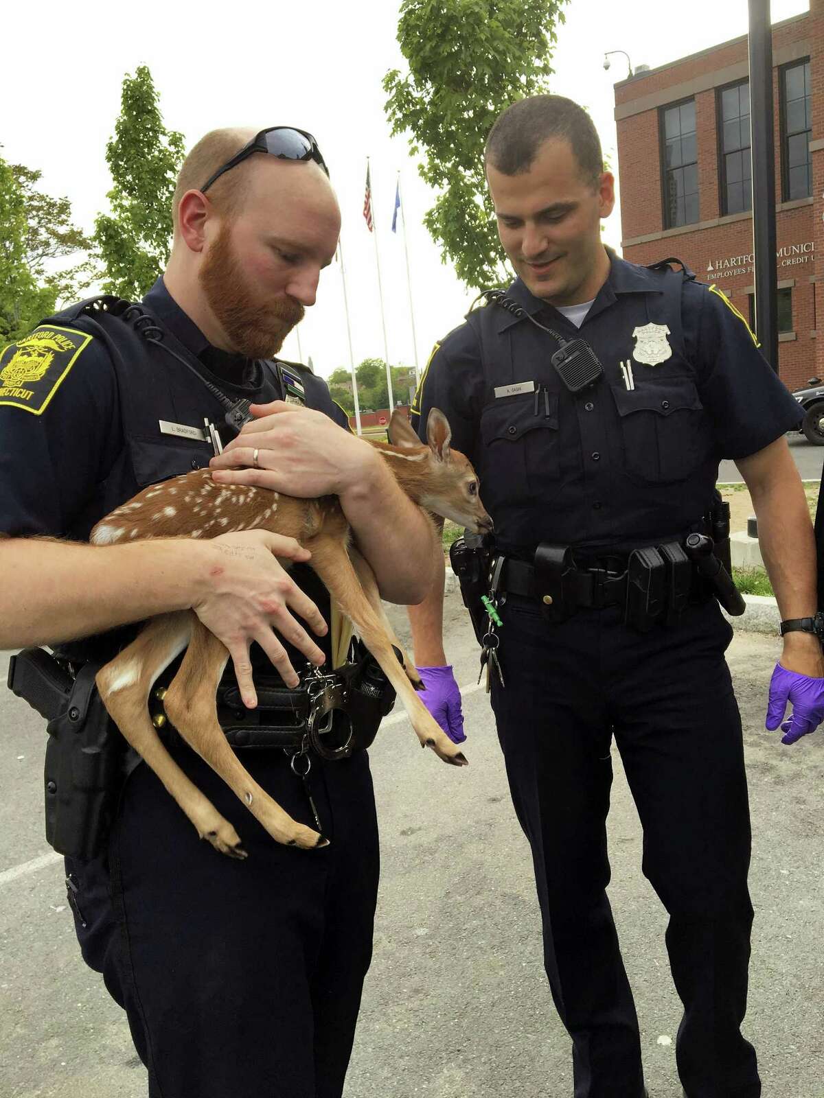 In a photo provided by the Hartford, Conn., Police Department, police hold a fawn that was rescued by a resident after it was found on the highway next to its mother, who had been hit by a car. It has been brought to a rescue farm. (Hartford Police Department via AP)