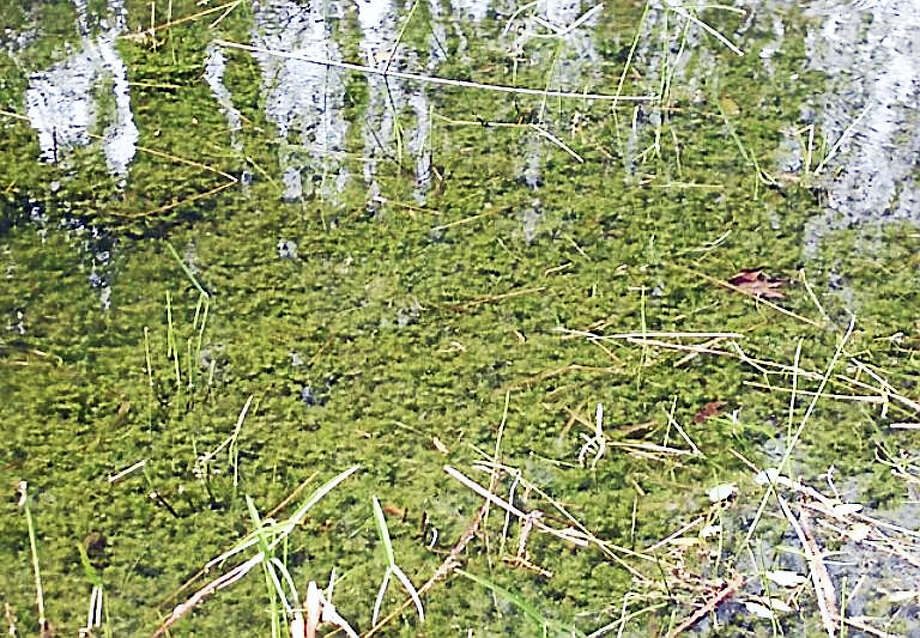 DEEP Invasive plant found in Connecticut River The Middletown Press