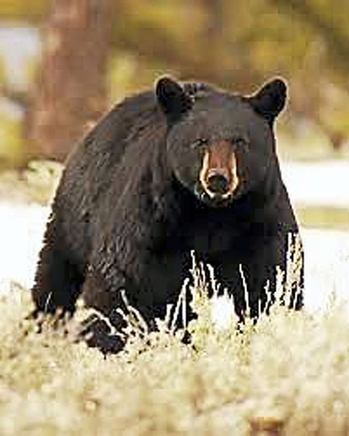 BETTER CUTLINEA free, illustrated talk on black bears in the state will be presented by Master Wildlife Conservationist Paul Colburn at 6:30 p.m. Jan. 26 at the Essex Library, 33 West Ave. Coburn will focus on the natural history, habitat, diet, behavior of the animals, with information on research and co-existence with the bears. RSVP: 860-767-1560.