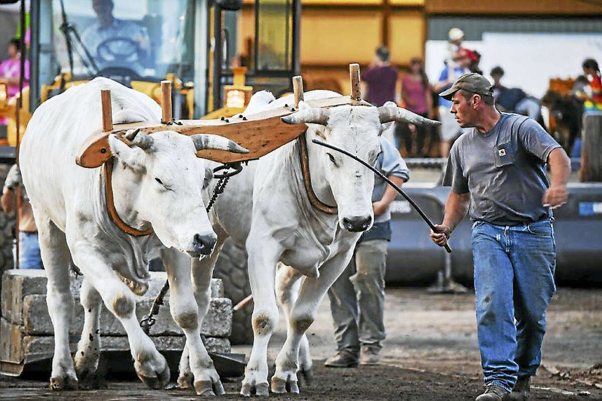 A handler leads an ox pull at the fair.