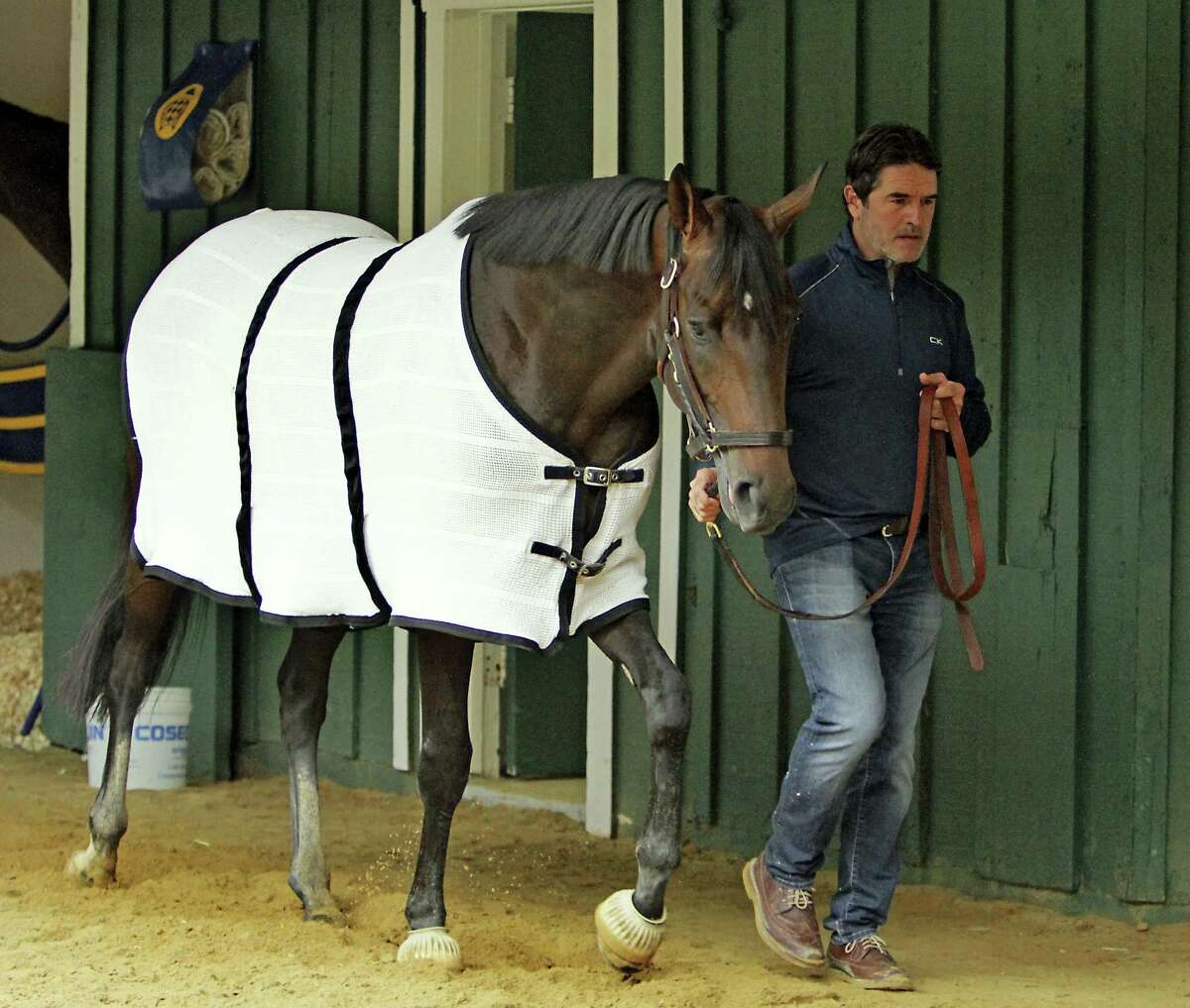 Trainer Keith Desormeaux walks Preakness Stakes hopeful Exaggerator in the stakes barn at Pimlico Race Course Wednesday in Baltimore following a morning jog.