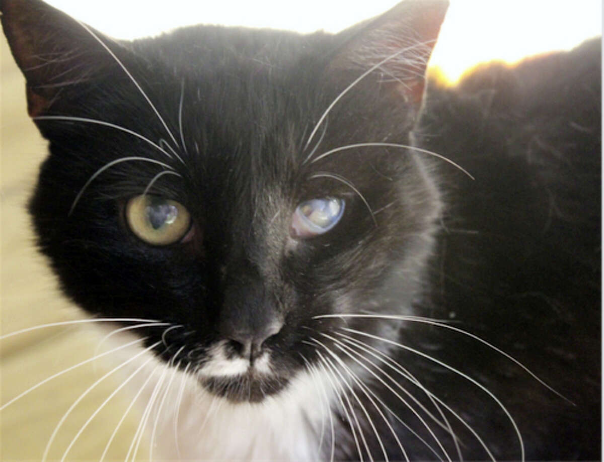 Breed: DSHColor: Black & WhiteAge:6 years oldI'm a very sweet boy who loves attention. I'll gently paw you to keep petting me if you stop and I'm very snuggly! I need a quiet home with a patient, cat experienced person who will give me time to adjust. I'm FIV+ but people can't catch this and it's difficult for other cats to catch. I have lots of love to give, so come meet me and see for yourself!No DogsNo ChildrenFIVFor more about FIV, please visit: http://www.CatTalesCT.org/fiv-felv/Web: http://www.CatTalesCT.org/cats/LARRYPhone: (860) 344-9043Email: ??Info@CatTalesCT.org?See our commercial! https://youtu.be/Y1MECIS4mIc