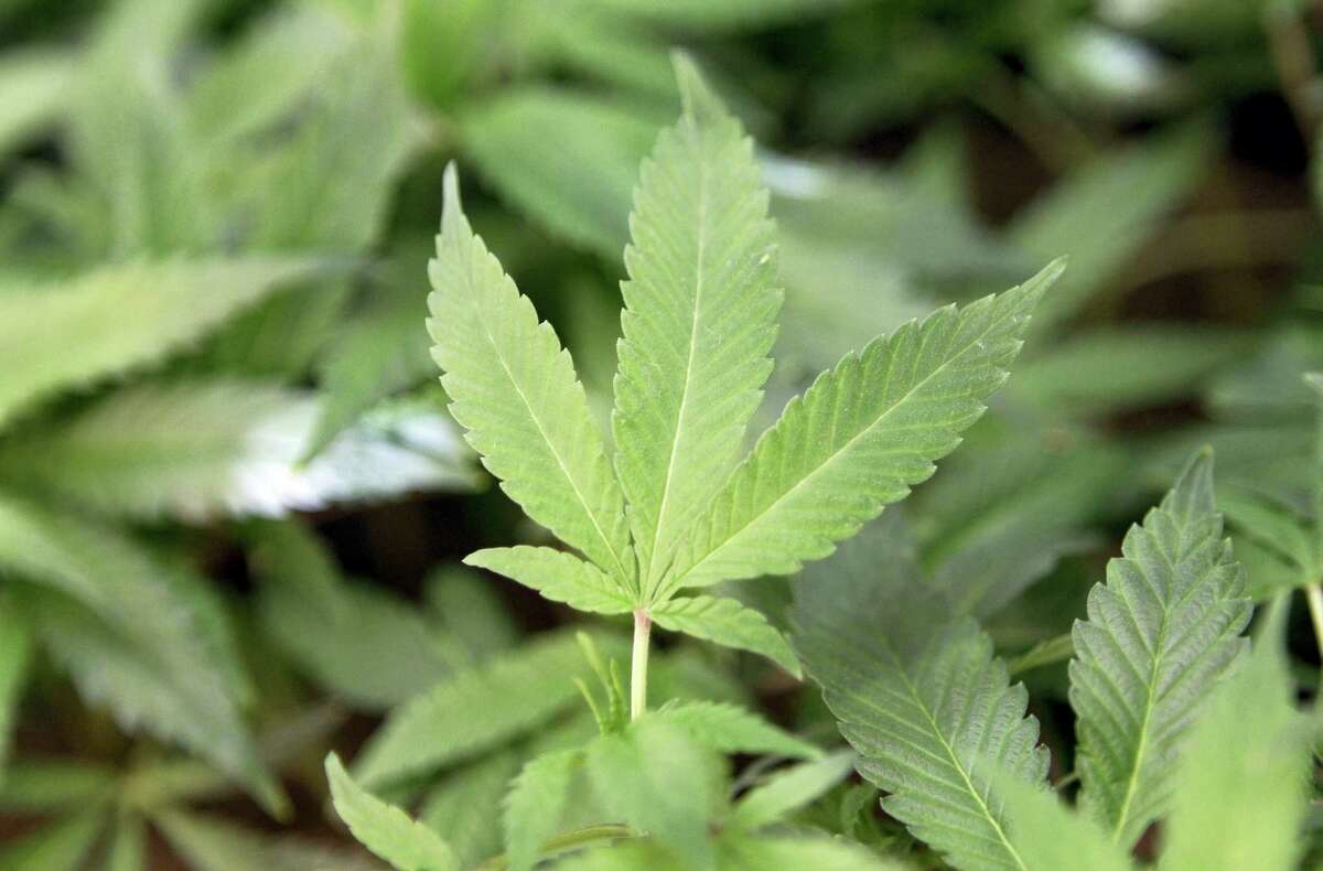 This Feb. 2011 file photo shows medical marijuana clone plants at a medical marijuana dispensary in Oakland, Calif.