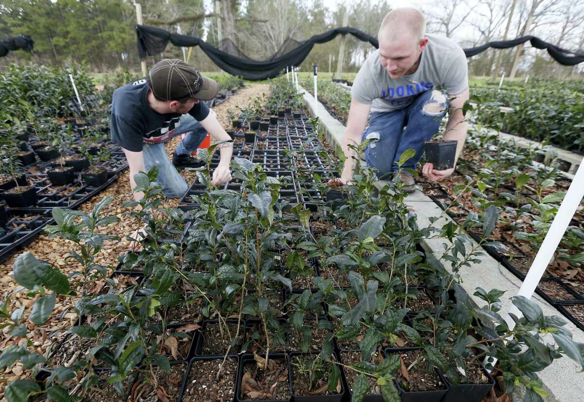In this Feb. 29, 2016 photograph, Joshua Watson, left, and Chase White gather tea plants onto racks at The Great Mississippi Tea Company near Brookhaven, Miss. A growing number of North American farmers from Mississippi to British Columbia are growing tea for the high-priced specialty market.