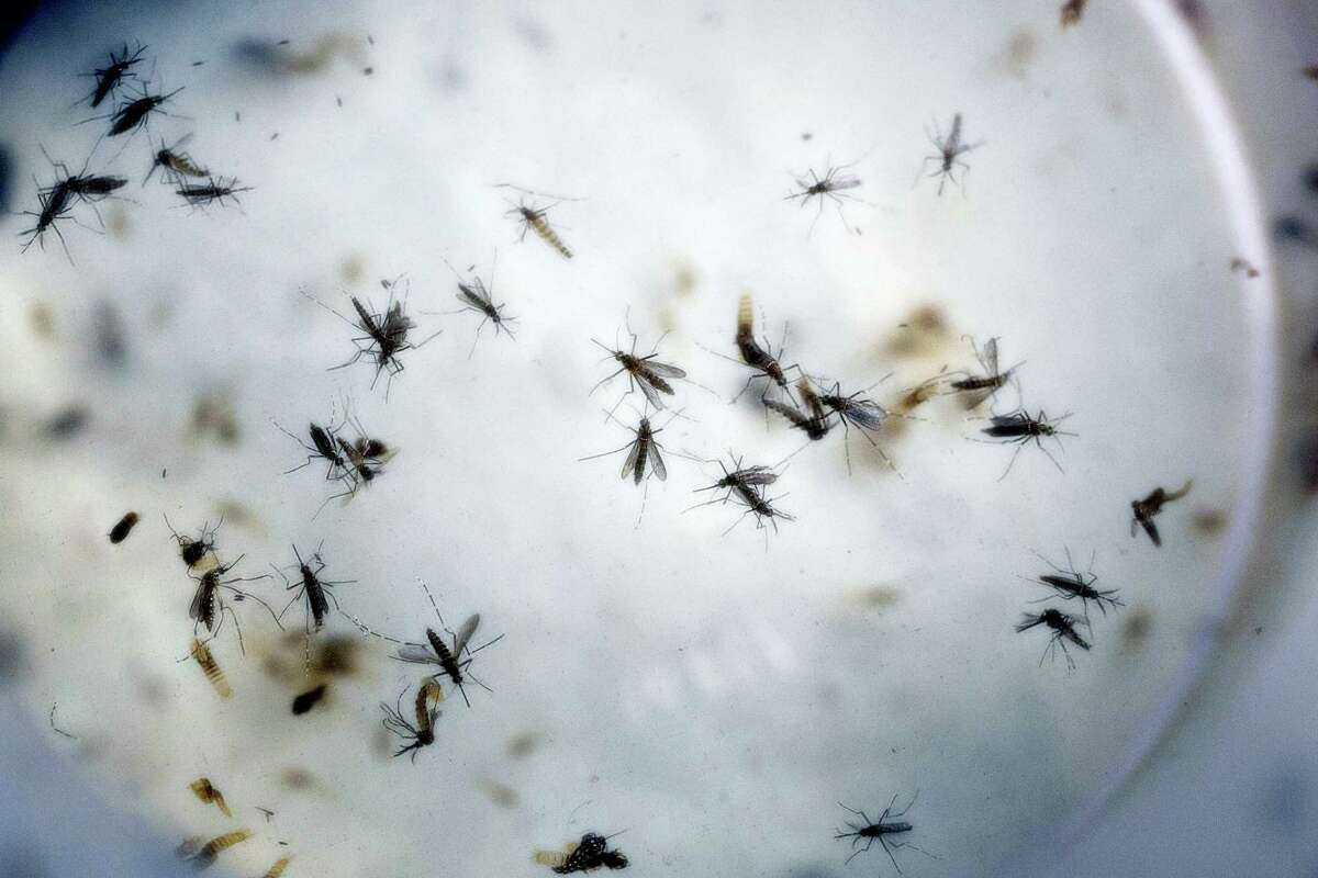 In this Feb. 11, 2016, file photo of aedes aegypti mosquitoes are seen in a mosquito cage at a laboratory in Cucuta, Colombia. The White House and Democrats are pressuring congressional Republicans to act on President Barack Obama’s demands for money to combat the Zika virus, but even the onset of mosquito season sure to spread the virus has failed to create a sense of urgency.