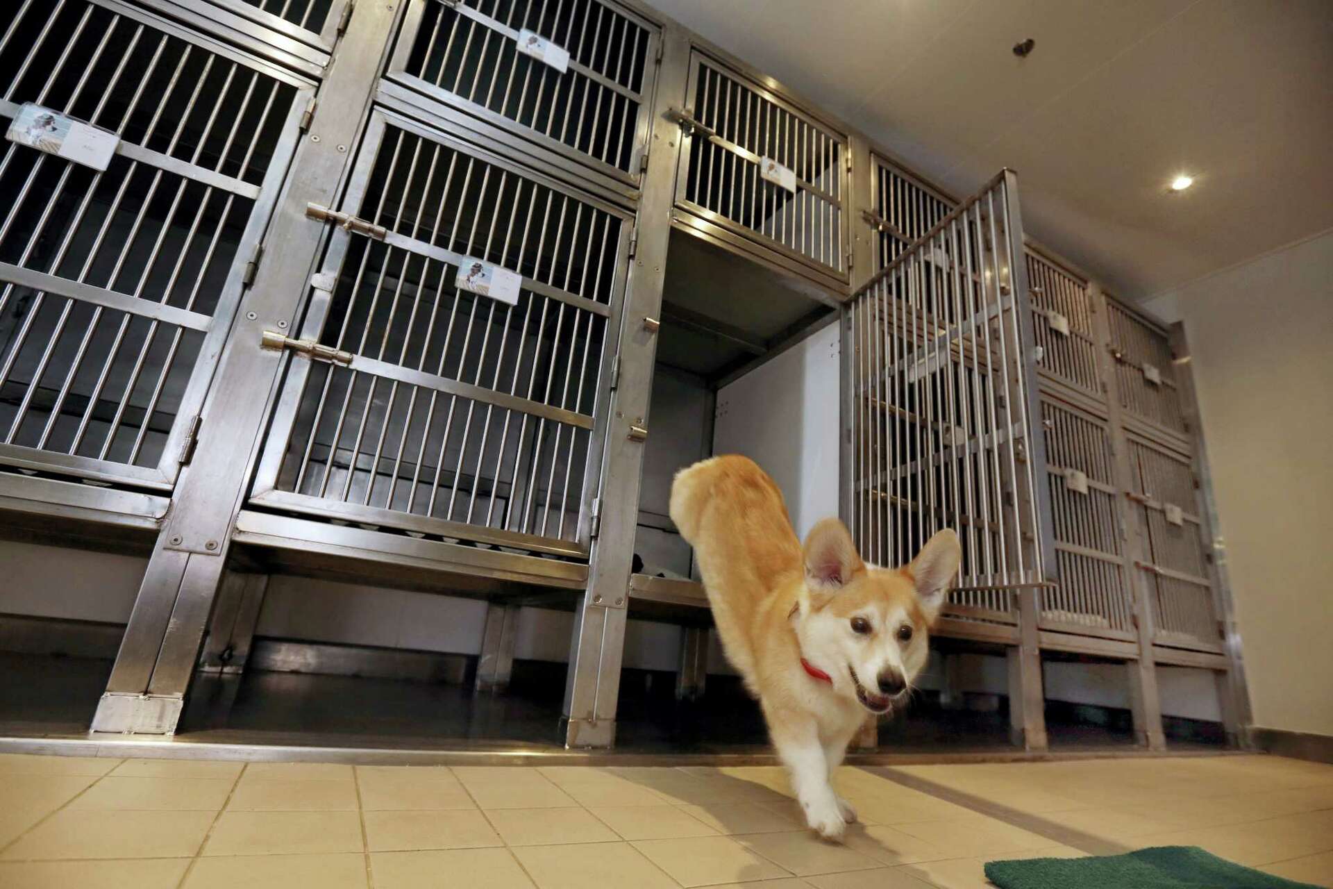 Pet Boarding Cunard Queen Mary Dogs Queen Mary Special Edition Ship