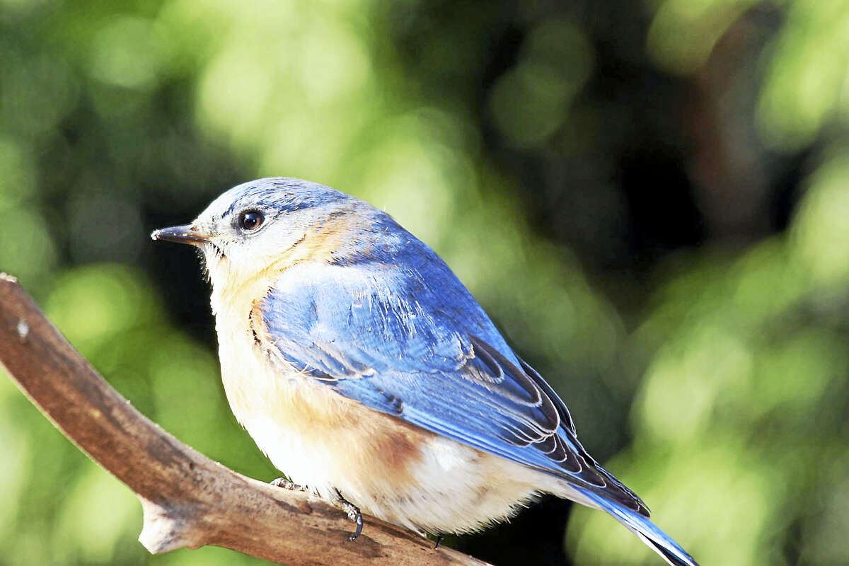 Bluebirds are among the most colorful and most desired of all backyard birds and many people design habitat especially for attracting them.