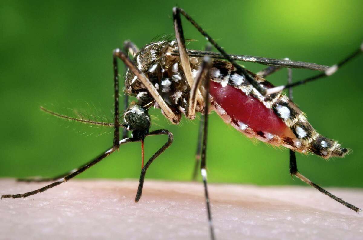 This 2006 photo provided by the Centers for Disease Control and Prevention shows a female Aedes aegypti mosquito in the process of acquiring a blood meal from a human host. On Friday, Feb. 26, 2015, the U.S. government said Zika infections have been confirmed in nine pregnant women in the United States. All got the virus overseas. Three babies have been born, one with a brain defect.