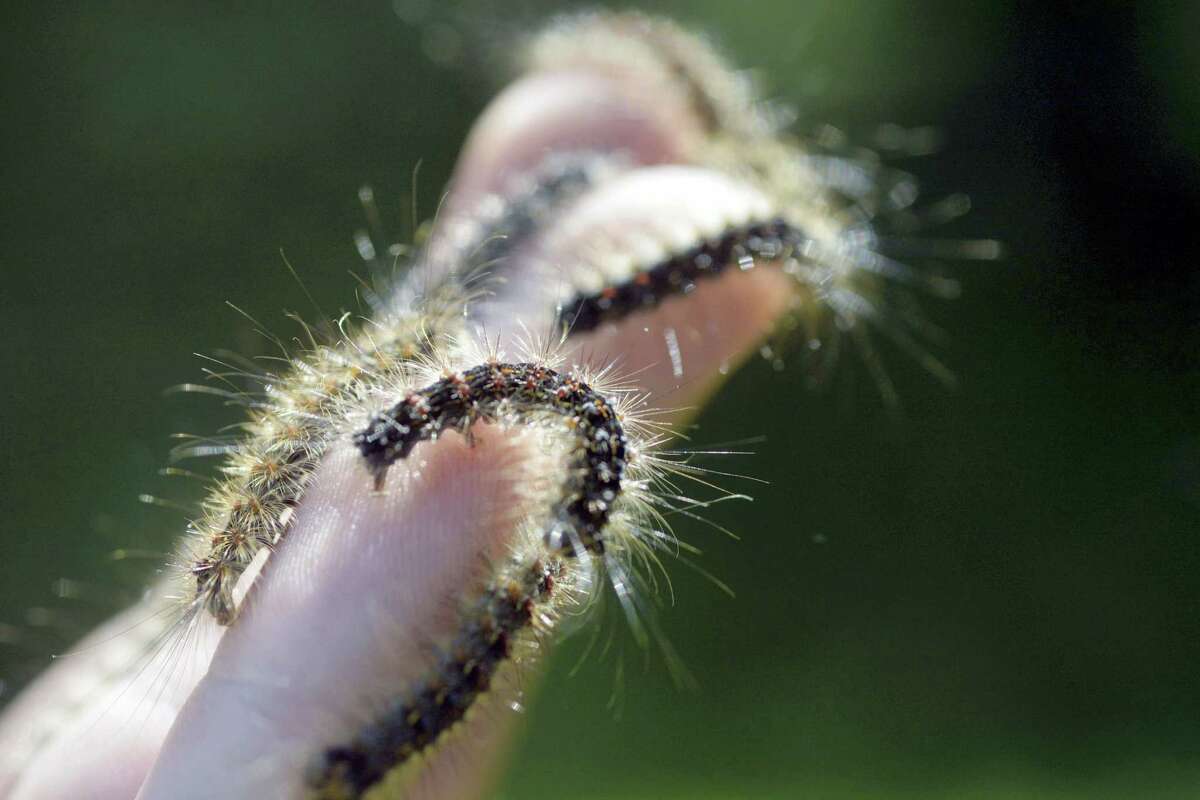In this June 1 photo, Nick Bolaris holds several gypsy moth caterpillars found on his property in Plainfield, Connecticut.