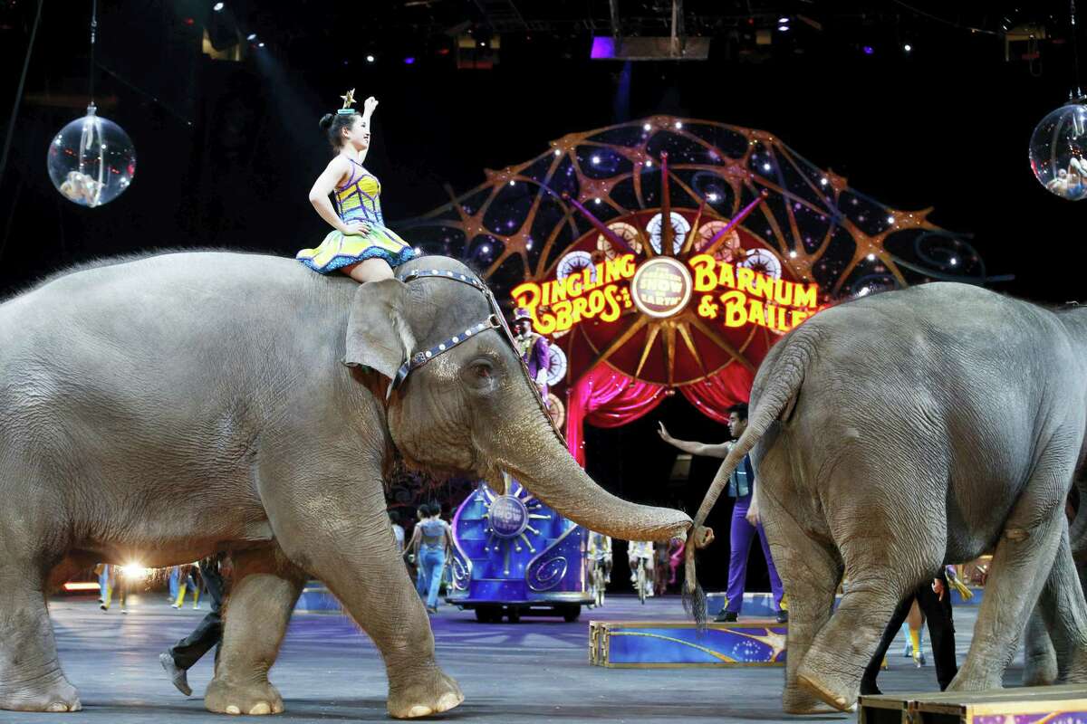 In this March 19, 2015 photo, elephants walk during a performance of the Ringling Bros. and Barnum & Bailey Circus in Washington. Ringling Bros. is scheduled to hold it’s final elephant show during a performance Sunday night, May 1, 2016 in Providence, R.I.