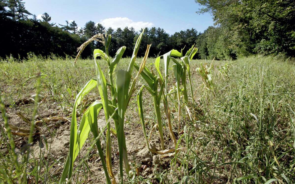 In this photo taken Friday, Sept. 2, 2016, dwarf corn stalks from lack of rain are seen in a field in Barnstead, N.H. The drought in southern New England and dry spells this summer further north mean fall foliage could come earlier this year and not last as long in some areas. (AP Photo/Jim Cole)