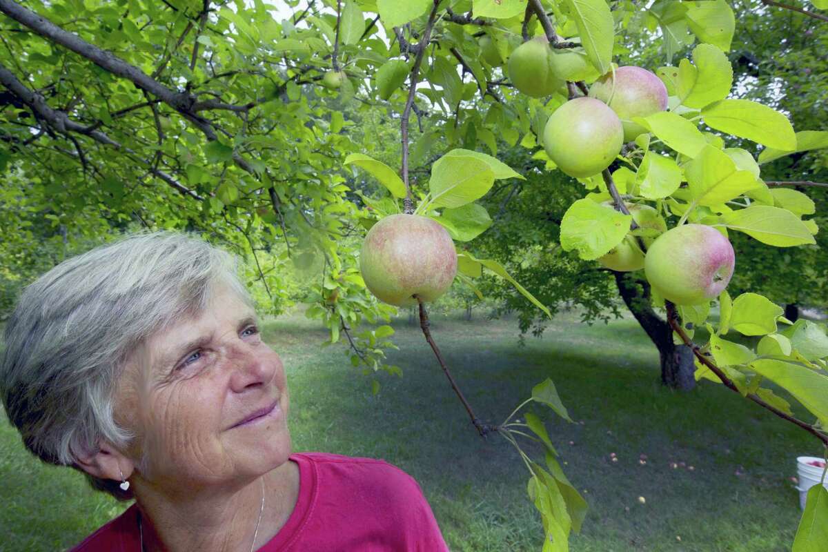 In this photo taken Wednesday Aug. 31, 2016, Laurie Loosigian of Apple Annie’s Orchard looks at the few apples she has, in Brentwood, N.H. For apples in New England, this year’s batch is a bit smaller for many farmers as they struggle with a drought affecting most crops.
