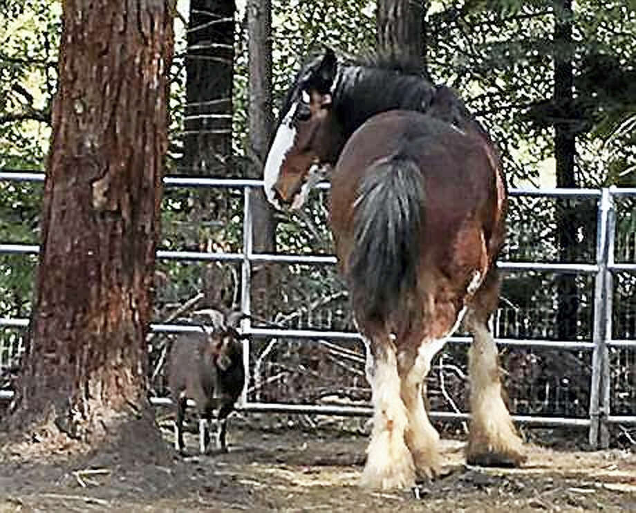Dwarf billy goat helps wily Clydesdale escape California ...