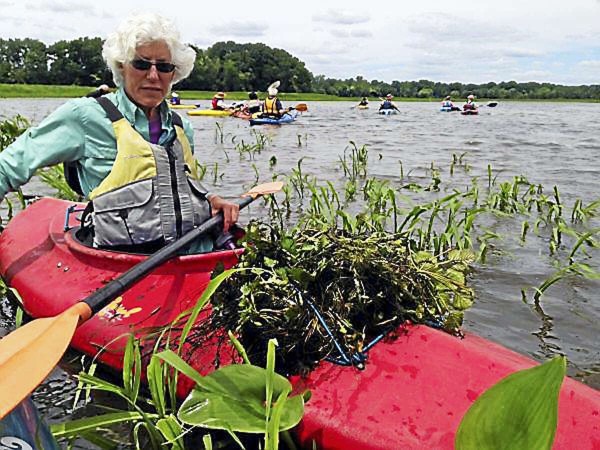 Paddlers will remove invasive water chestnuts from Connecticut River
