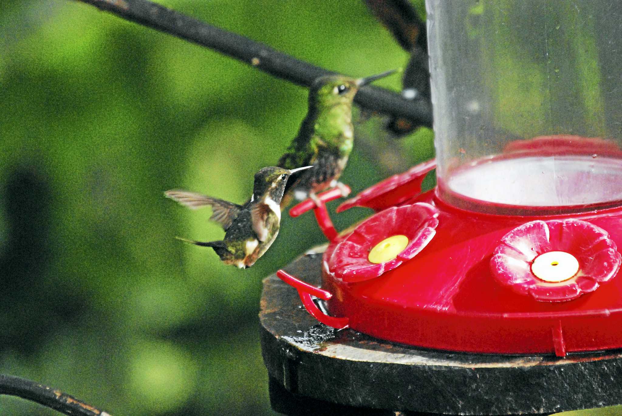 5 fun facts about hummingbirds from the National Audubon Society