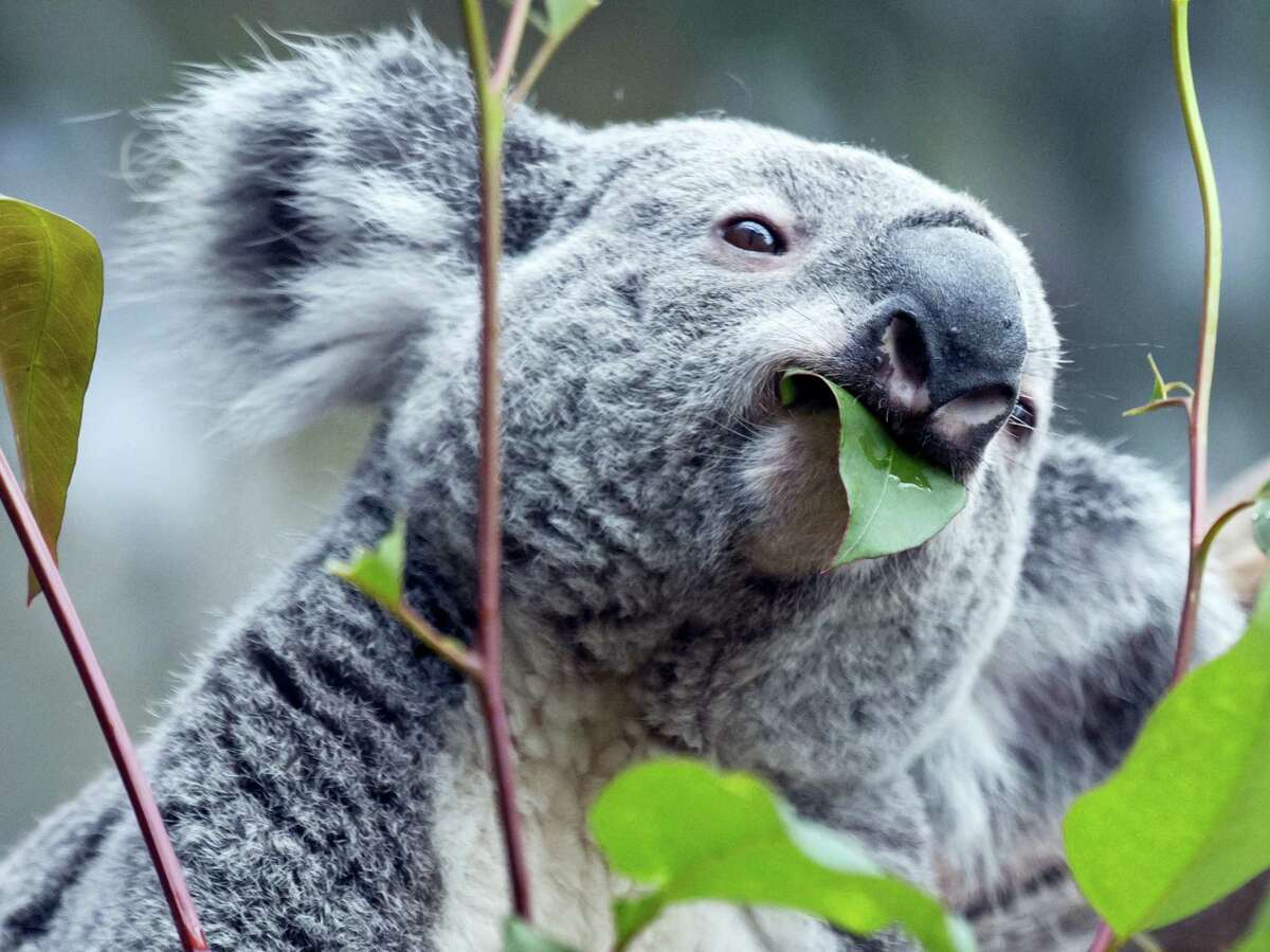 The male Koala Oobi-Ooobi predicts Germany to be the winner of the Euro 2016 match between Germany and Poland to be held tomorrow in France, at the Leipzig Zoo in Leipzig, central Germany, Wednesday, June 15, 2016. He took out the eucalyptus branch from the glass with the German flag.