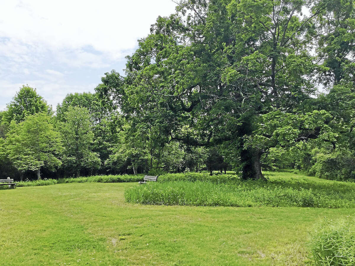 The Middletown Nature Gardens’ Bee Tree, a 200-year-old maple that is home to a worker bee colony.