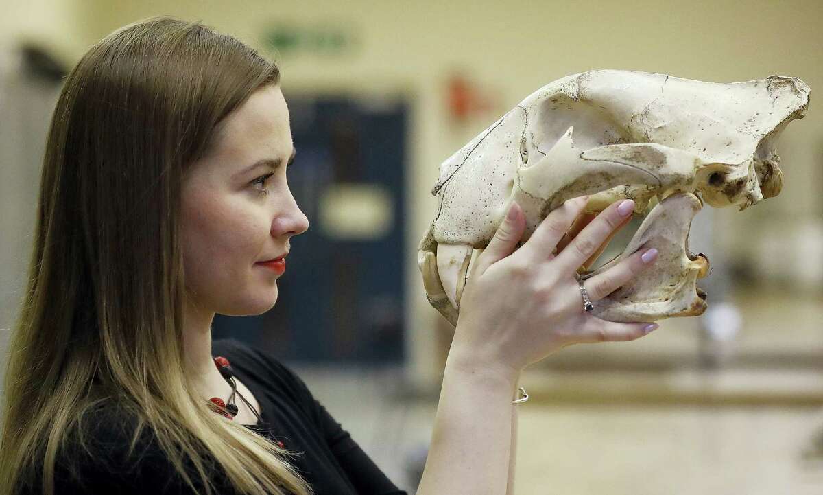 In this photo taken Friday, Dec. 2, 2016, university lecturer Joanna Bagniewska looks at a tiger skull at the Zoology department of the University of Reading in England. Like many foreign scientists in Britain, Joanna Bagniewska was devastated when Britons voted to leave the European Union. The biology lecturer, a Polish migrant who found Britain a welcoming place to build her academic career over a decade, is suddenly seeing her job security and research prospects up in the air.