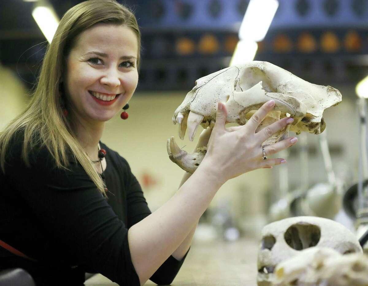 In this photo taken Dec. 2, 2016, university lecturer Joanna Bagniewska looks at a tiger skull at the Zoology department of the University of Reading in England. Like many foreign scientists in Britain, Joanna Bagniewska was devastated when Britons voted to leave the European Union. The biology lecturer, a Polish migrant who found Britain a welcoming place to build her academic career over a decade, is suddenly seeing her job security and research prospects up in the air.