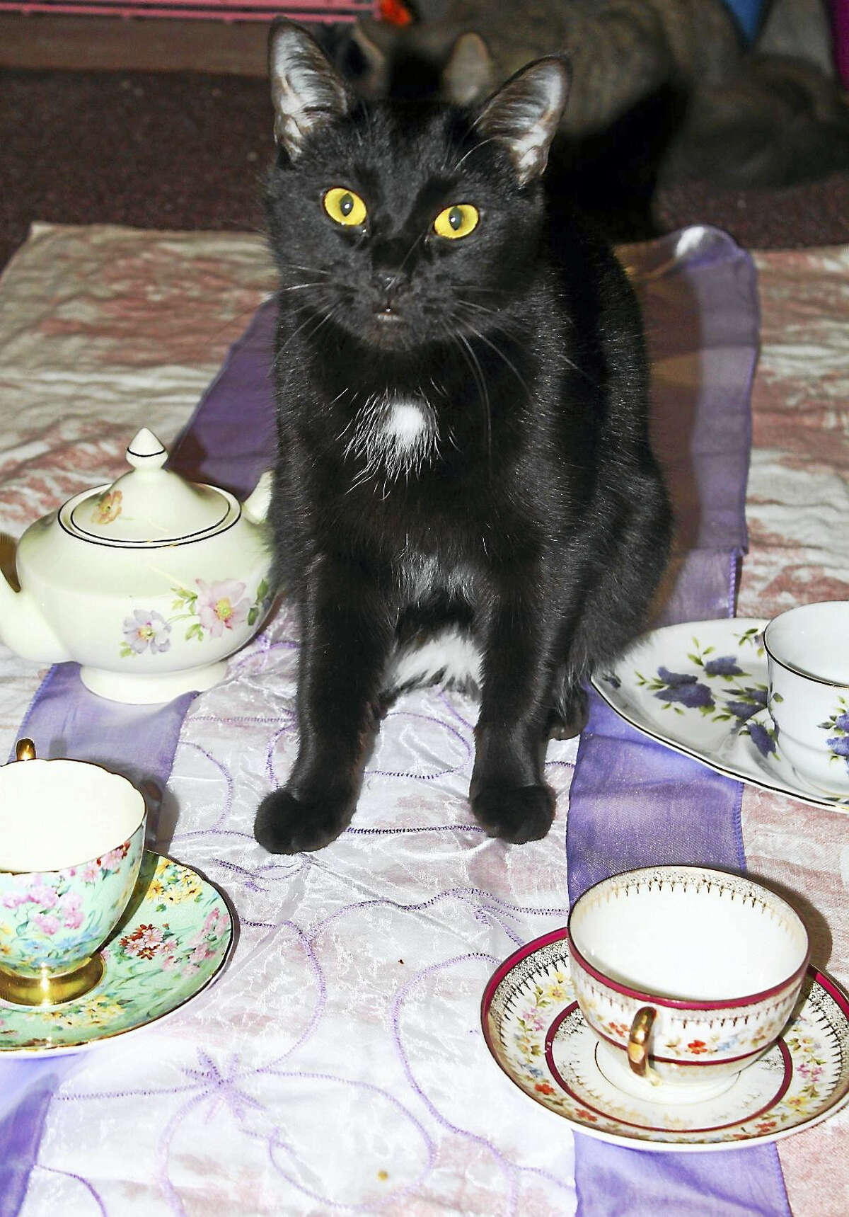 Artemis is all set for “Teacups & Catwalk.”