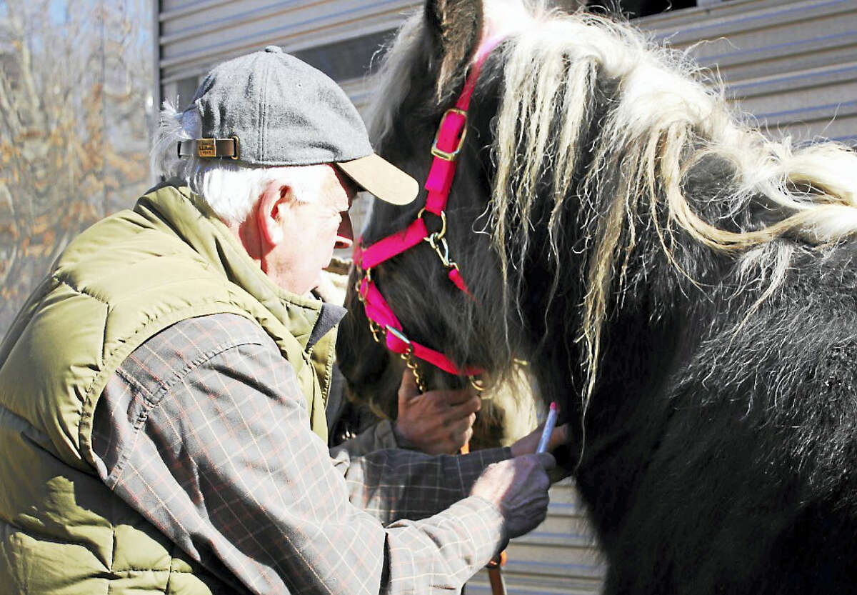 Veterinarian Dr. Bruce Sherman taking a blood sample from one of the seized horses.