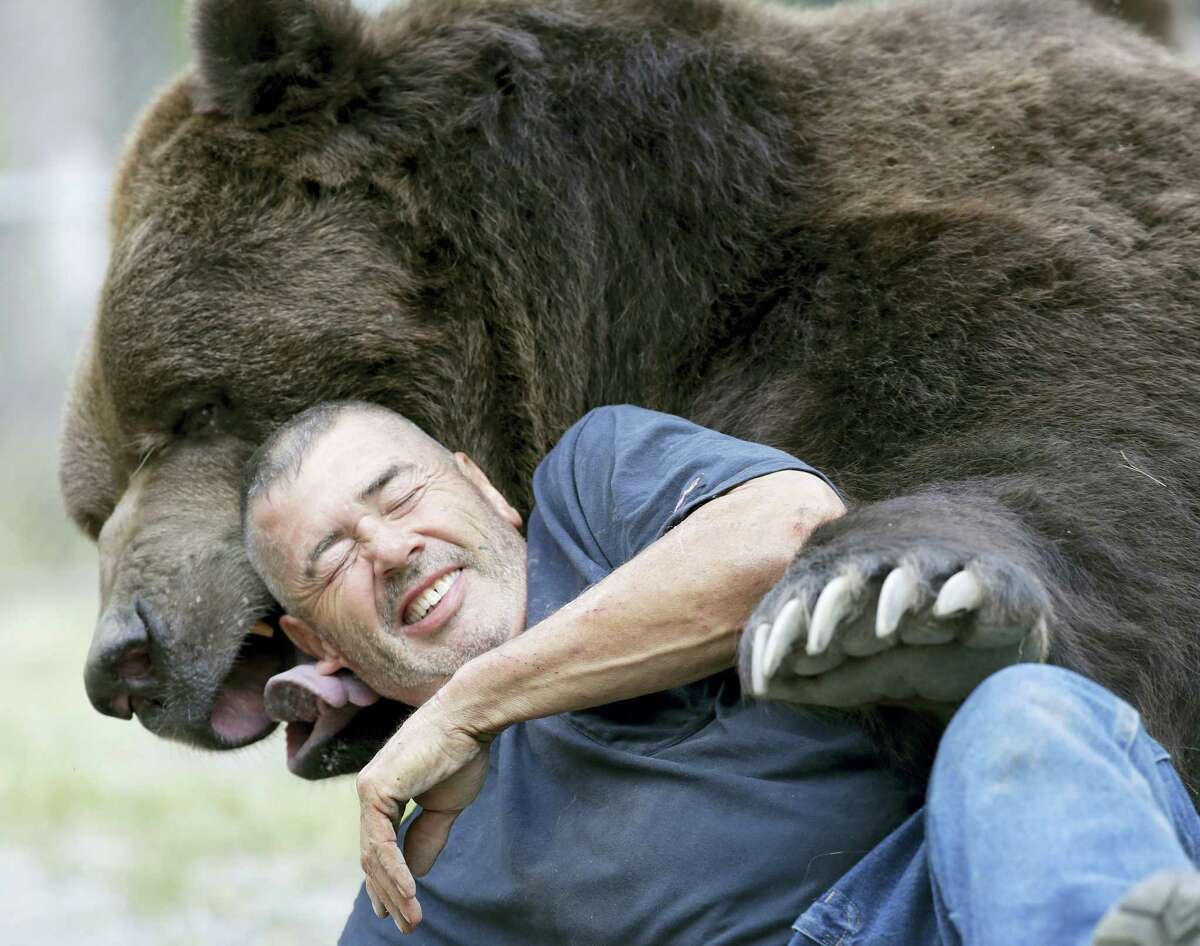 In this Wednesday photo, Jim Kowalczik plays with Jimbo, a 1500-pound Kodiak bear, at the Orphaned Wildlife Center in Otisville, N.Y.