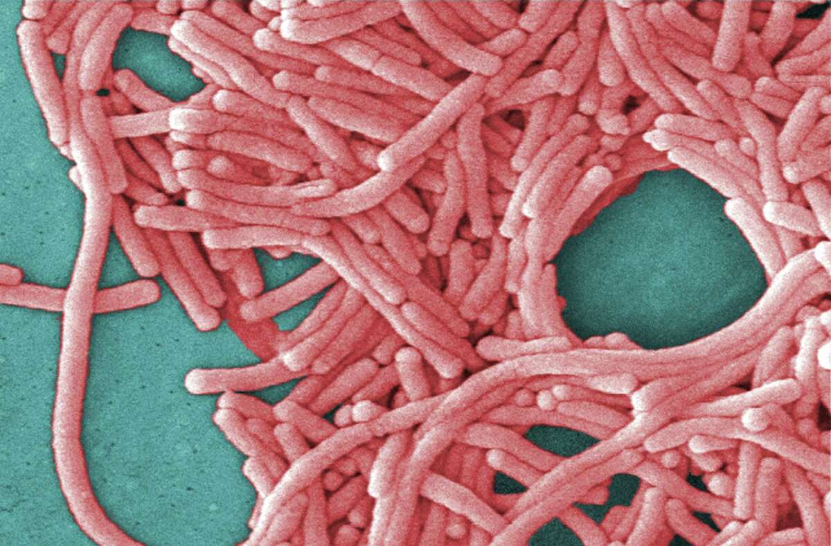 This image from the Centers for Disease Control and Prevention shows a large grouping of Legionella pneumophila bacteria.