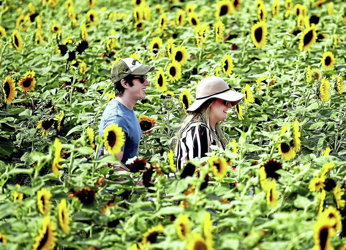 Catherine Blair and Brett Aiello, both of Wallingford, happy to see they reached the end of the Train Sunflower Maze at Lyman Orchards Tuesday in Middlefield. The train-themed maze is open from 9 a.m. to 5 p.m., seven days a week, until Aug. 28.