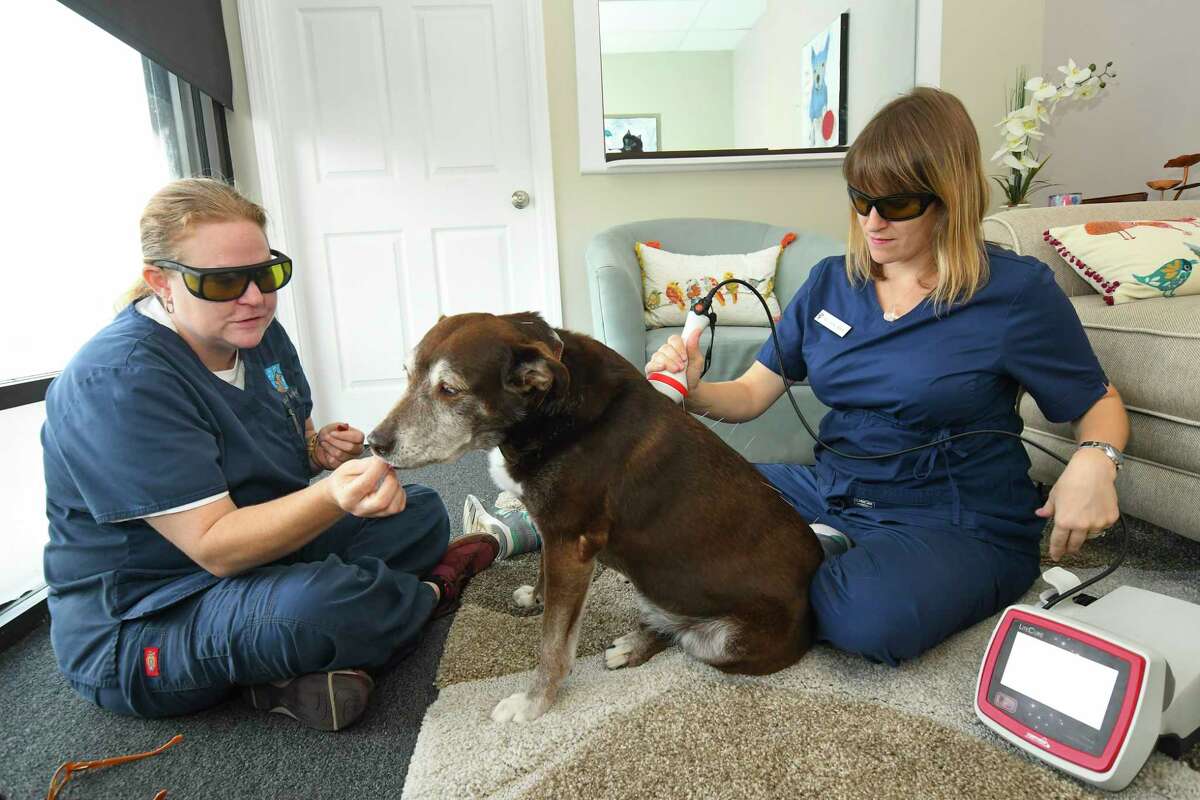 Hospice service helps care for geriatric pets