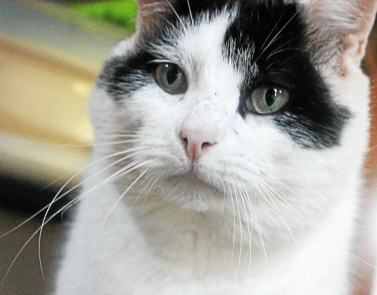 Pet of the day: Oreo Pet of the day: Oreo