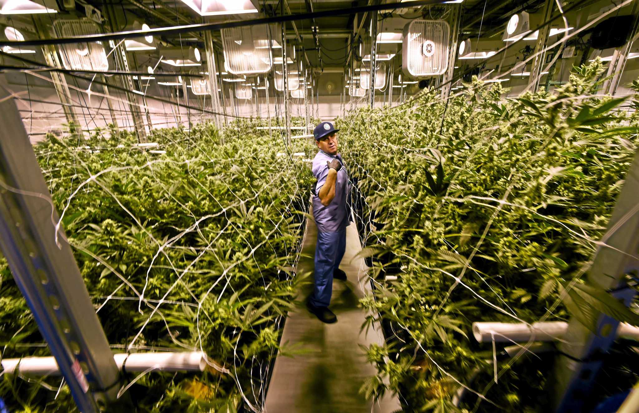 West Haven medical marijuana facility part farm part science lab