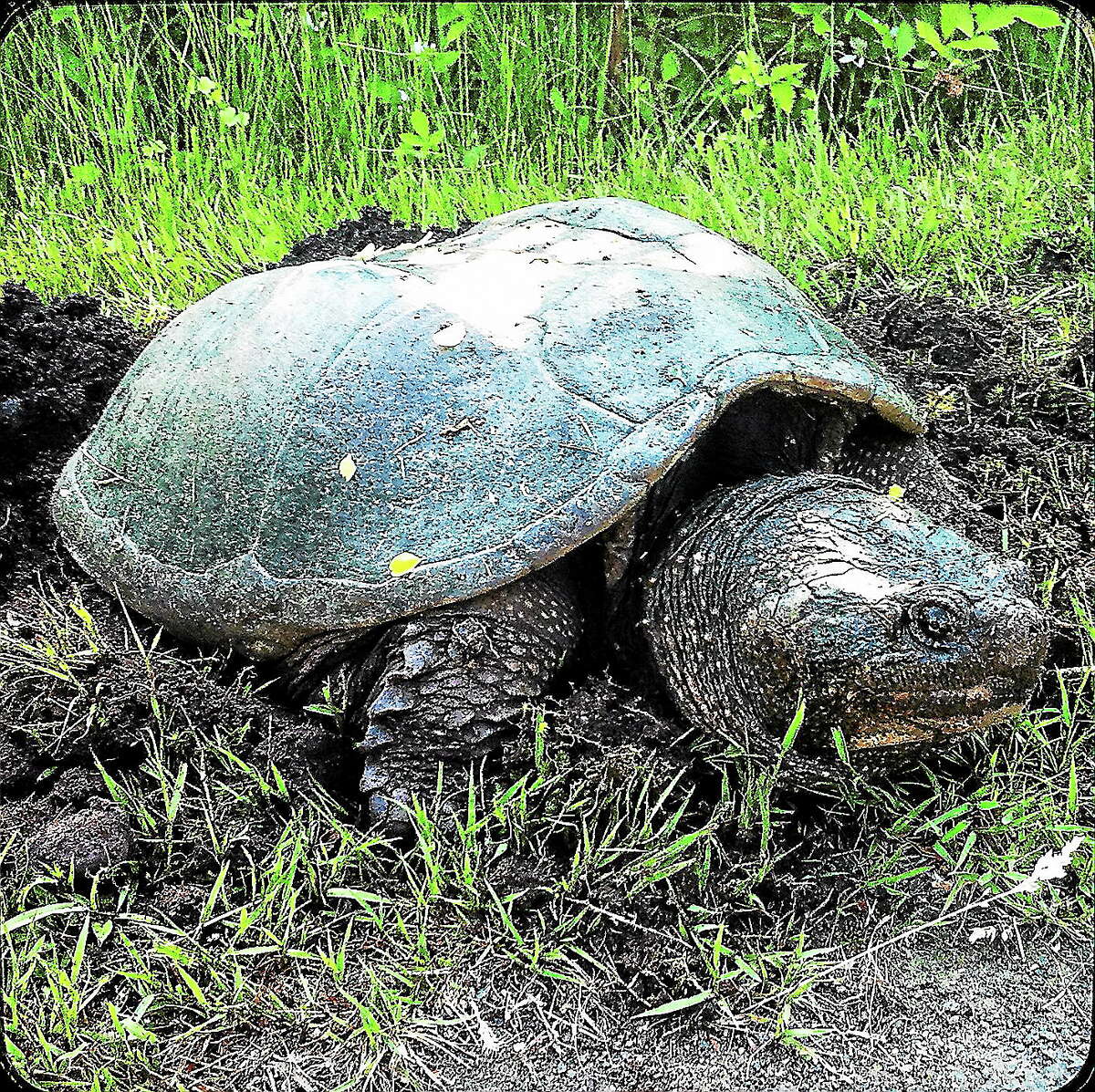 Legislator’s bill aims for ‘legal equality’ of snapping turtles