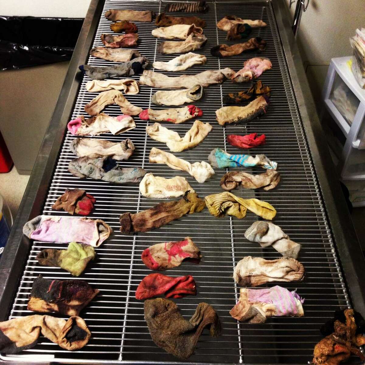 This February 2014 photo provided by DoveLewis Emergency Animal Hospital shows socks that were removed from a dogs stomach in Portland, Ore.